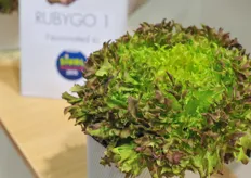 Gautier Seeds introduced RUBYGO 1 ; a very innovative lettuce variety that is tailor made for the processing industry.