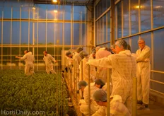 The group was fascinated by the eb and flow system on which the lisianthus are cultivated.