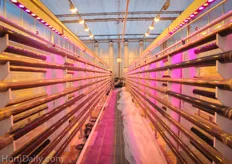 See also : http://www.hortidaily.com/article/1831/Are-algae-the-greenhouse-crop-of-the-future