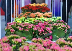 Beautiful Kalanchoes at the booth of the AgriBio Group.