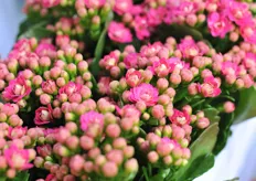 Beautiful Kalanchoes at the booth of the AgriBio Group.