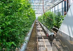 Inside Lufa Farms rooftop greenhouse, the same systems as in a regular commercial glasshouse are used; they even grow their crops on advanced gutter systems and use heating pipes to transport harvesting and crop worker trolleys.