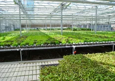 Heads of lettuce being grown very efficient with a NFT gutter system.