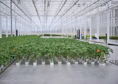 Tomato young plants that are almost ready to ship in the propagation greenhouse that was built by Havecon. The greenhouse is equipped with supplemental lighting and an advanced eb and flood floor.
