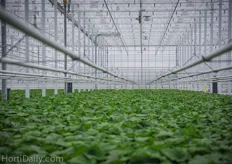 Besides a heated concrete floor, the greenhouse is also provided with a growth tube above the crop.