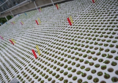 Sprouting in rockwool propagation plugs.