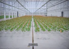 The spacing of the young plants is handled with automation.