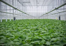 A view over cucumber plants that are ready to be shipped.