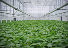 A view over cucumber plants that are ready to be shipped.