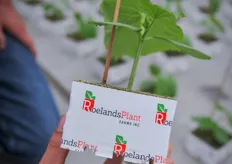 The propagation blocks with a Roelands logo, you will see those more often in North American greenhouses!