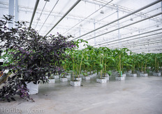 Banker plants are used to house a colony with beneficial insects for the biological IPM strategy.