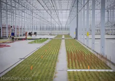 The propagation greenhouse consists of several separate sections that all have their own separately controllable micro climate and irrigation sections.