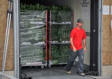 A batch of cucumber plants is shipped to a grower somewhere in North America.