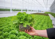 Besides the vegetable propagation, they also grow their own heads of Rijk Zwaan's Salanova lettuce.