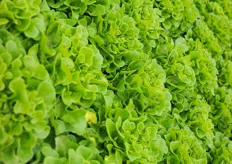 The Roelands' lettuce is marketed to local outlets and via Canadian marketeer Pure Hothouse Foods. Look at that unform quality!