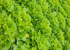 The Roelands' lettuce is marketed to local outlets and via Canadian marketeer Pure Hothouse Foods. Look at that unform quality!