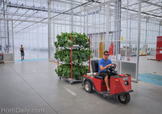 Roelands ships most of their plants to growers in Ontario (80%), but also in the North of the United States.