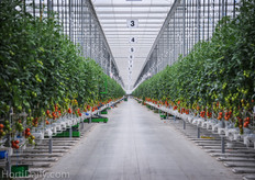 This is the second crop at Truly Green, which was planted last winter. The crop is Rijk Zwaan’s TOV Endeavour.