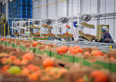 The packing facility gives place to six weighing stations. The line was designed and installed by Viscon.