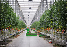When you enter Truly Green’s glasshouse, the tidiness catches your attention immediately. Everything is cleaned up and organized very well.