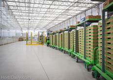 Truly Green grows all of their tomatoes for Sunset Mastronardi Produce.