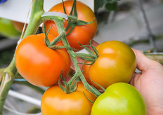 Endeavour is one of the few varieties that withstands and pulls through the hot Ontario summers and maintains a good vigour to the end of the season. The crops are grafted on RZ Stallone and Kaiser rootstocks.