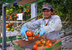 Besides a large group of local workers, also many workers from Thailand work at Truly Green.