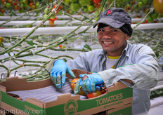 This gentleman is one of the fastest tomato pickers in Chatham-Kent.