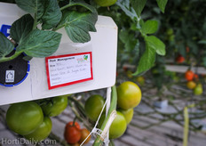 The employees are also trained to scout and identify pests and diseases.