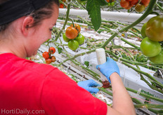 Botrytis and wounds are treated with a special biological paste.