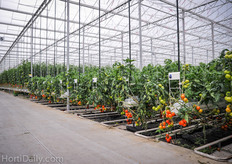 While Truly Green runs a standard cropping season without interplanting, they do conduct some research to the alternative cropping schedules.