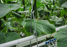 Between two posts, the entire gutter is standalone and measured / weighted by load cells that are integrated in the construction.