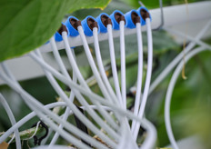 Irrigation shots measured by the ProDrain.