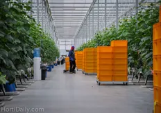 The cukes are all picked in these yellow plastic crates. The crates are stacked on to the trolleys and transported to the pack house.