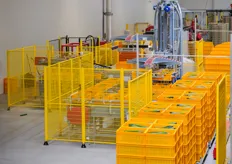 Inside the packing hall, a gigantic automatic packing line from Aletta (9.500 cukes/ hour) takes care of the rest; it destacks the crates with fresh cucumbers from the transport trolleys and brings them to the sorting line.