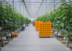 Vine Fresh Acres eventually has plans for a total acreage of 34 acres, solely dedicated to the production of high wire long English cucumbers for the Nature Fresh Farms brand.