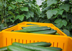 Vine Fresh Acres grows long English cucumbers. This is their first crop, and the variety grown is Rijk Zwaan’s Verdon. While the high wire growing system requires a bit more labour, Neufeld prefers it over the traditional umbrella system as the yield is higher and the quality of the cukes is phenomenal.