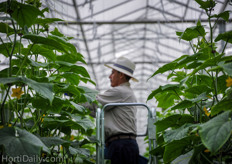 The entire greenhouse is outfitted with diffused glass.