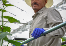 The workers are used to the crop work with the high wire system very well already.