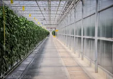 Orangeline Farms consists of a mix of several greenhouse structures that are in connection. The first 10 acre structure is a double poly that was built in the year 2,000. In 2005 and 2007 they expanded the with additional double poly greenhouses.