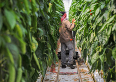 Each worker at Orangeline Farms is responsible for his own crop. The grower is an early adopter of HortiMax’ P-Plus and they use the iPad app to review quality and production.