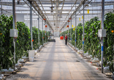 While some of the structures are more than 15 years old already, the screen installation tells you that Orangeline was ahead of time when they built them. “Energy conservation always has been an important subject to us”, said Duffy. “We were the first grower in Leamington that invested in energy curtains at that time.” The greenhouses are automated with Hoogendoorn controls.