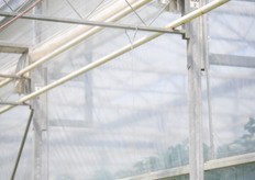 Philips LED flowering bulbs are used to grow the strawberries year round.