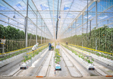 Also Amazing Runner Beans are grown at Orangeline Farms.