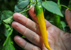 And more varieties; snack bell peppers and chillies in all colors and sizes! Mini peppers, midi peppers, chocolate peppers, purple peppers, Hungarian wax, you name it!