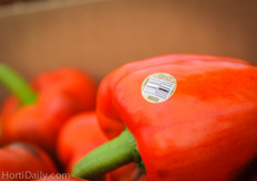 The Zing! bell peppers ready to ship!