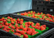 "So far, Orangeline experienced good feedback from their customers. Duffy: “Typically, only imported product is available most times of the year. We believe we’re first out with the fresh local berries that consumers can typically only get in the summer."