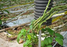 These Chinese eggplants at the beginning of each row serve as trap crops to reduce whitefly densities, as it is believed that pests will be less damaging in fields with a mixture of crops than in fields with a single crop, also known as monocultures.
