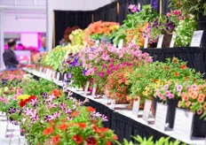 A large selection of new varieties on display.