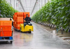 An employee of Golden Acre Farms collects the harvested cukes and transports them to the packing hall. As you can see, the entire greenhouse looks very tidy and organized.